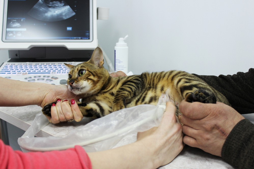 Криоконсервация кошачьих эмбрионов