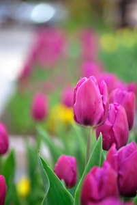 1386898_tulips
